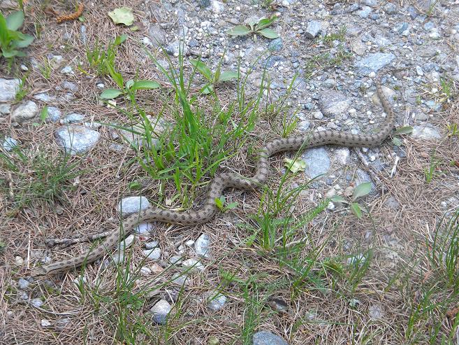 Coronella Austriaca